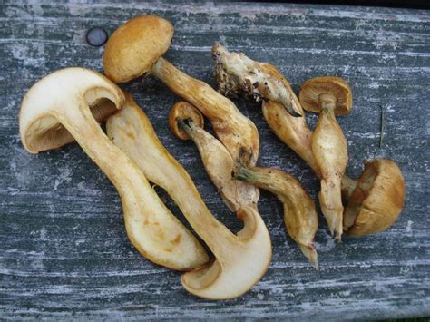 Gymnopilus validipes - Alchetron, The Free Social Encyclopedia