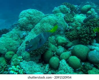 Parrot Fish Coral Reef Stock Photo 2091520954 | Shutterstock