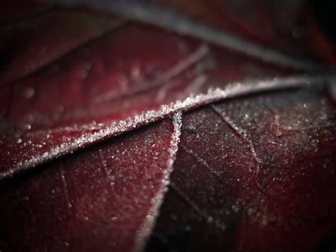 Wallpaper : leaf, veins, frost 1600x1200 - 4kWallpaper - 1024321 - HD ...