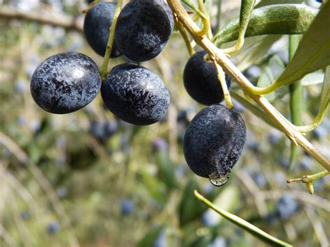 10 Varieties of Fruiting Olive Trees You Can Grow