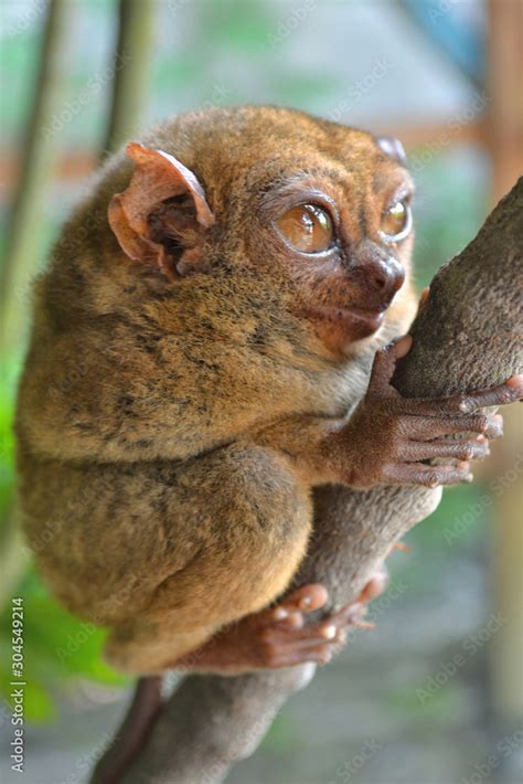 Philippine Tarsier on a branch Stock Photo | Adobe Stock