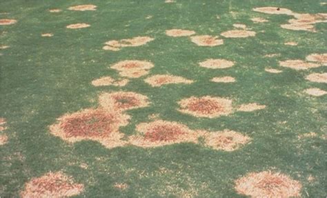 Necrotic Ring Spot - Summer Patch - Lawn Diseases | Dr. Blade | Lawn ...