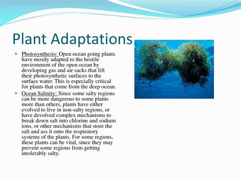 PPT - The Open Ocean PowerPoint Presentation, free download - ID:1931505