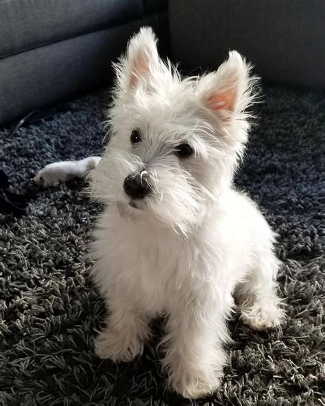 Pin by Dog Boutique Blog on Dogs | Westie puppies, Westie dogs, Westies