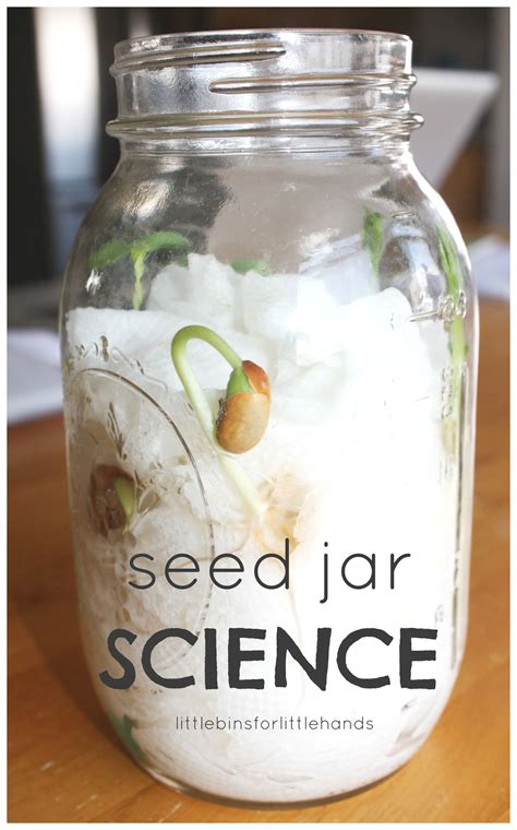 Seed Jar Science Experiment Spring Science Growing Activity Kid Science ...