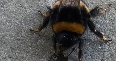 Feeding a Bee with sugar water