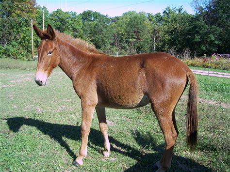 Every Day Is Special: March 28 – Mule Day in Columbia, Tennessee