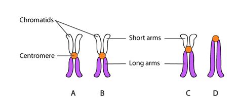 Centromere Structure