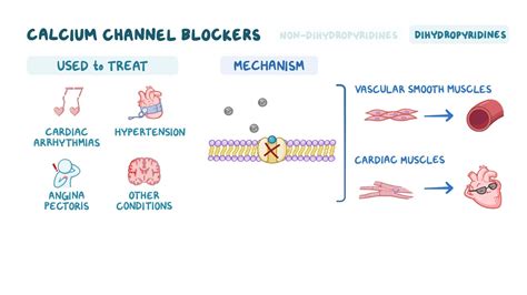 Chi tiết hơn 73 về calcium chanel blocker hay nhất - cdgdbentre.edu.vn