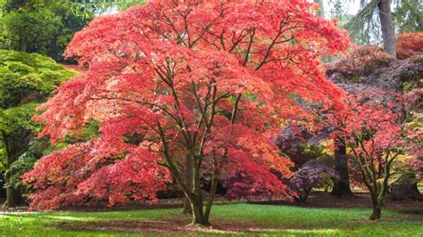 Small Trees Can Provide Shade Too - Arbor Day Blog