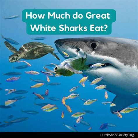 What Do Great White Sharks Eat? - Dutch Shark Society