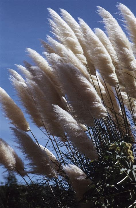 Plants That Look Like Cattails | Hunker