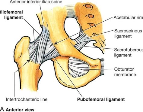 Anterior aspect of the hip including capsule and ligaments | Hip ...