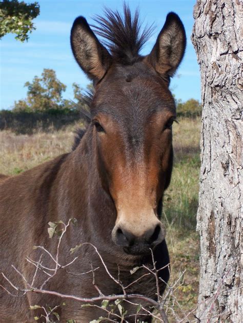 File:Mule (1).jpg | Mules animal, Beautiful horses, Mules