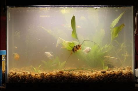 Brown Algae In Fish Tank | How TO Get Rid Of Brown Algae