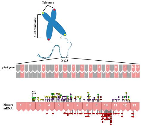 IJMS | Free Full-Text | Glucose-6-Phosphate Dehydrogenase: Update and ...