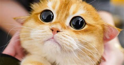 Cute cat that looks exactly like Shrek's Puss in Boots has internet ...