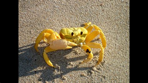 Yellow Crab.mp4 - YouTube