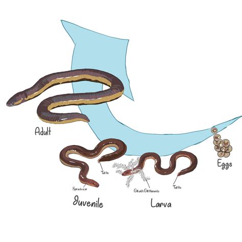 Life cycle diagram of metamorphic caecilians by Udithraj on DeviantArt