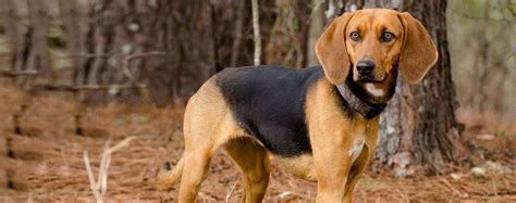 Treeing Walker Coonhound | Dog Breed Facts and Information - Wag! Dog ...