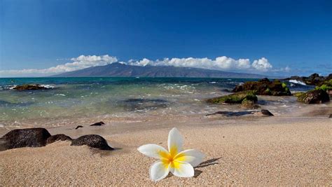 Hawaii Flower Wallpapers High Quality For Desktop Wallpaper 2500 x 1411 ...