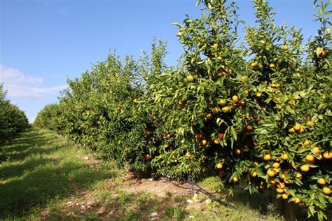 Citrus Orchard Tour – Agro Tourism