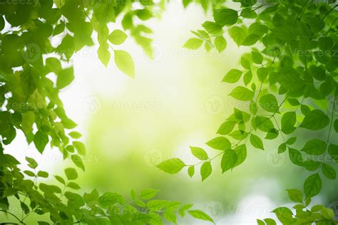 Top more than 55 greenery background wallpaper latest - in.cdgdbentre