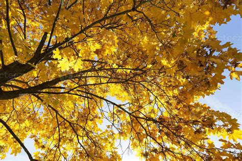 maple trees in the fall 9411318 Stock Photo at Vecteezy