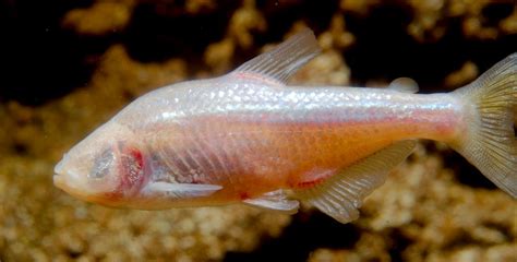 Blind Cave Fish (Astyanax mexicanus) | Starmind Conservation