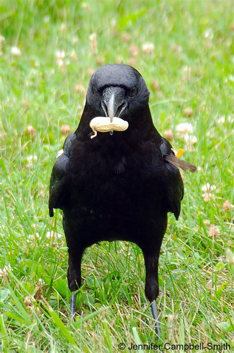 Crows: The tail-pulling, food-stealing bird prodigies | Ars Technica