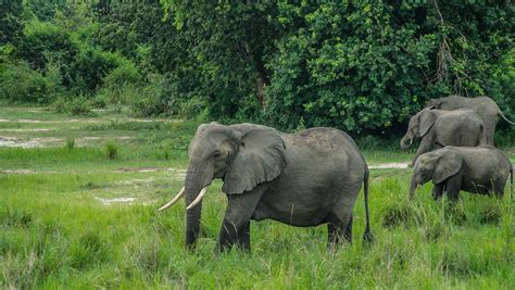 Murchison Falls Safari