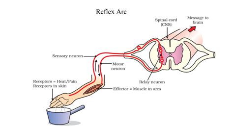 Reflex Action: Reflex Arc and Stimulus with Videos, Solved Questions