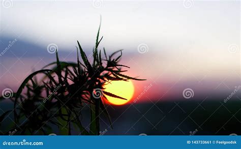 Marijuana Field during Sunset. Medical Antispasmodic Cannabis Stock ...