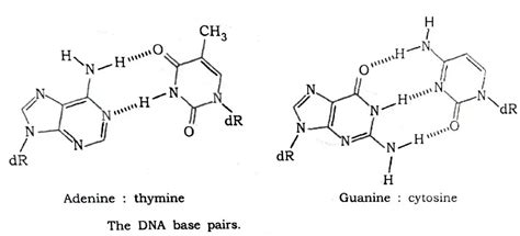 What Is Chargaff'S Rule - SkyeSarrinah