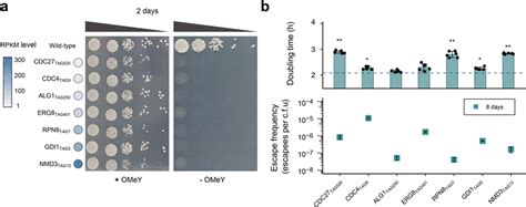 Construction of synthetic auxotrophs based on distinct essential ...