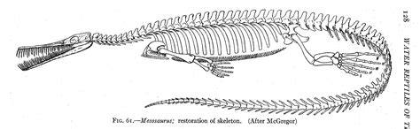 Dinosaur Skeletal Reconstruction Prehistoric Animal Bones - Mesosaurus ...