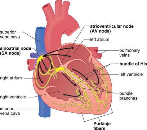 Purkinje Fibers Bundle Of His