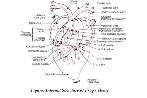 Frog Anatomy Labeled - Anatomical Charts & Posters