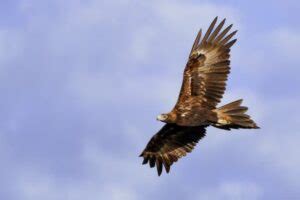 10 Wedge-Tailed Eagle Facts - Fact Animal