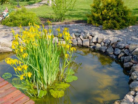 What Are Floating Wetlands: Growing Plants For Floating Islands