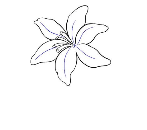 Beautiful Images of a lily flower sketch easy to draw for Pencil ...