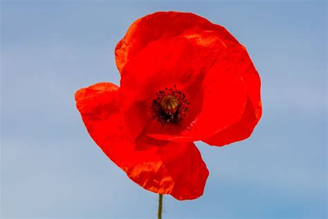 Tips & Information about Poppies - Gardening Know How