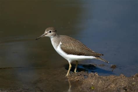 Common Sandpiper photo: Single bird on the shore. | the Internet Bird ...