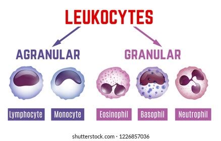 Leukocytes Types