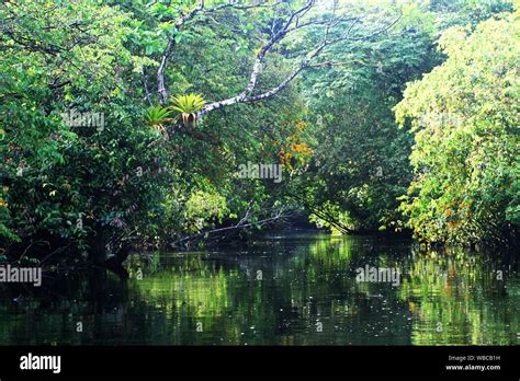 reflective river through rainforest in French Guiana. Trees on top and ...