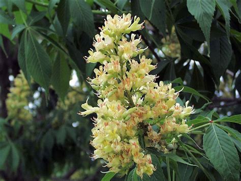 Ohio Buckeye (Aesculus glabra) - Great Plains Nursery