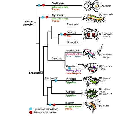 Evolutionary history of osmoregulatory structures and habitat ...