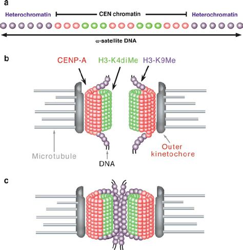 Centromere Structure