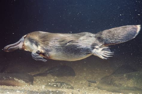 Platypus milk might eventually save your life