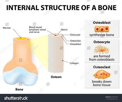 Internal Structure Bone 3 Types Cells Stock Vector (Royalty Free ...